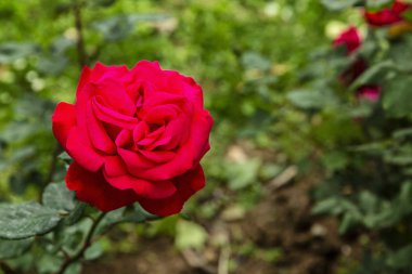 Yeşil yaprakların arka planında bahçede çiçek açan kırmızı gül