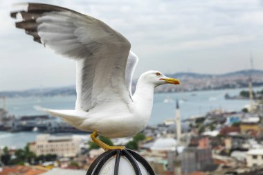 İstanbul, Türkiye, 22.05.2019: Boğaz'ın ve şehrin güzel üst manzarası