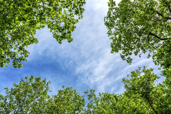 Céu azul emoldurado por ramos de árvores floridas — Fotografia de Stock