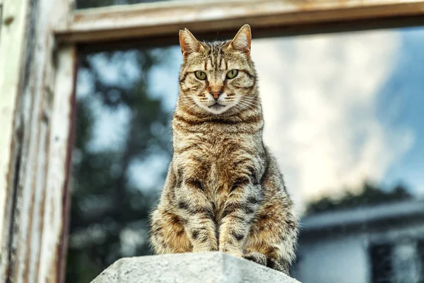 Un hermoso gato se sienta en un pedestal —  Fotos de Stock