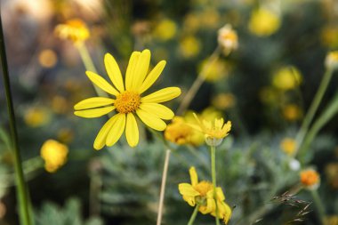 Güzel sarı çiçek tarlada