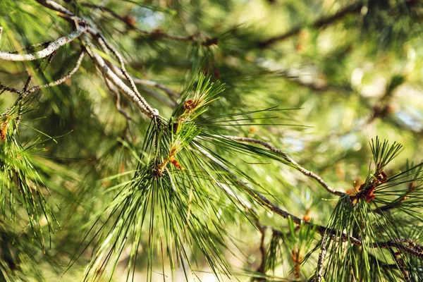 Branch of a coniferous tree, close-up