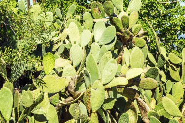 Parkta büyük güzel kaktüs.