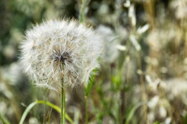 Alanında büyük kabarık beyaz karahindiba.