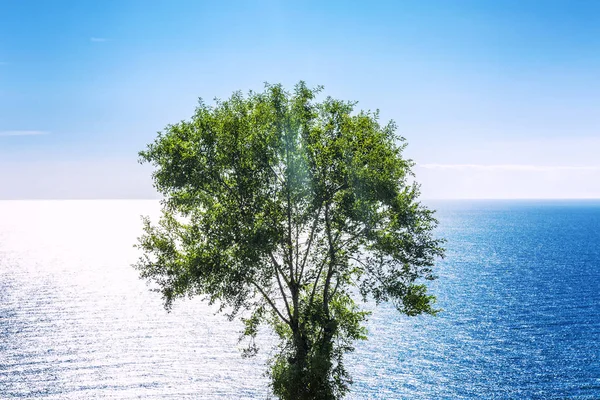 Одинокое дерево на фоне ярко-синего моря в солнечный день — стоковое фото
