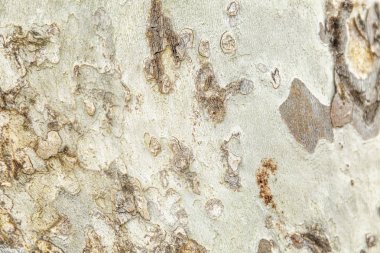 Soyulmuş beton duvar dokusu. Arka plan. Metin için alan.