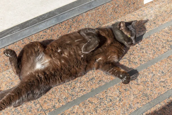 Black cat basks in the sun on a city street — Stock Photo, Image