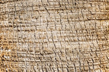 Ağaç kabuğu dokusu. Sıra dışı çizim. Yakın çekim, arka plan. Metin için alan.