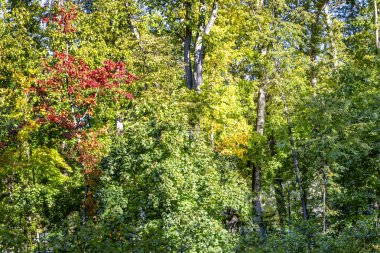 Ağaçlarda kalın parlak sonbahar yaprakları. Arka plan. Close. 