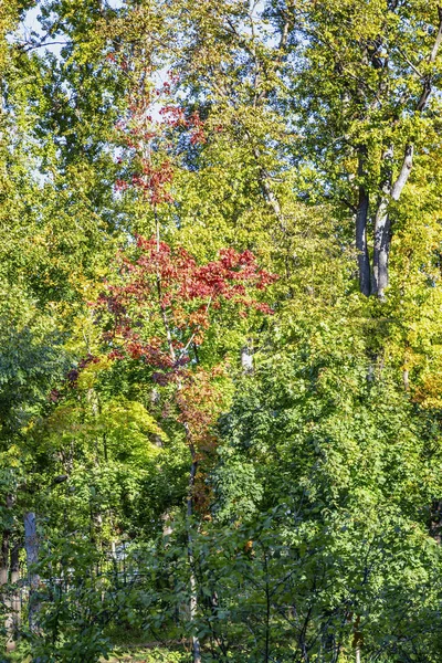 Ağaçlarda kalın parlak sonbahar yaprakları. Arka plan. Close. — Stok fotoğraf
