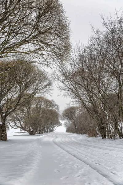 Árboles desnudos en un clima nublado en un paisaje invernal. Minimalismo. Espacio para texto . —  Fotos de Stock
