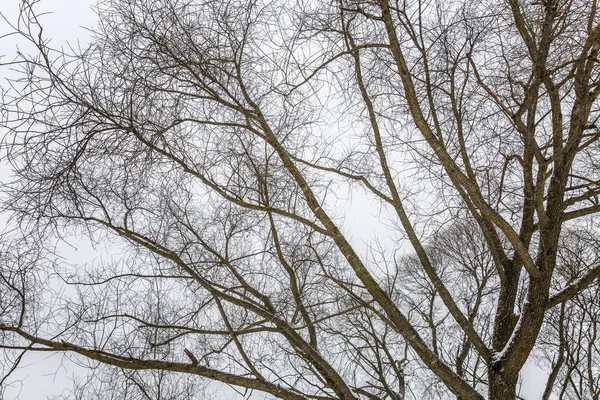 Arbres nus par temps nuageux dans un paysage hivernal. Minimalisme. Espace pour le texte . — Photo