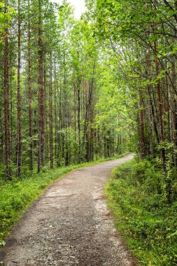 Yoğun orman patika. 