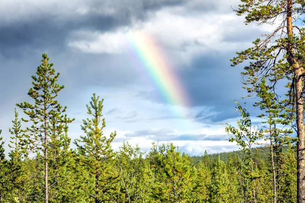 Rainbow in the sky over a field with northern vegetation. Beautiful landscape.