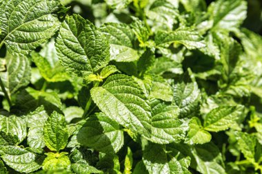 Bir bitkinin yoğun yeşil yaprakları. Yakın çekim, arka plan.