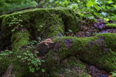Ormanda kalın yeşil yosunla kaplı büyük bir kütük. Muhteşem manzara. Close.