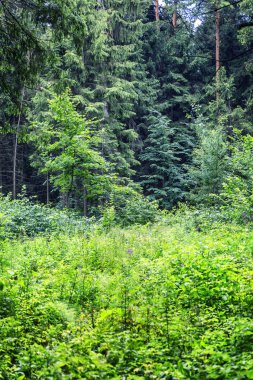 Yoğun iğne yapraklı ormanın güzel görünümü.