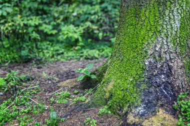 Yosun kaplı ağaç gövdesi. Close.