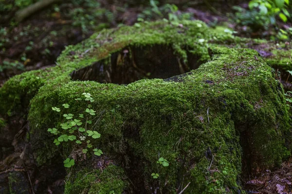 森の中で濃い緑色の苔で覆われた大きな切り株。素晴らしい眺め。クローズ アップ. — ストック写真