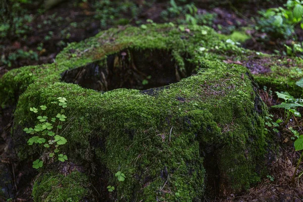 Um grande toco coberto com musgo verde grosso na floresta. Vista fabulosa. Close-up . — Fotografia de Stock