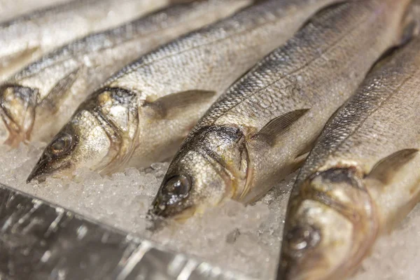 Gekühlter Fisch, der im Supermarkt auf dem Eis auf der Theke liegt, in Großaufnahme. — Stockfoto