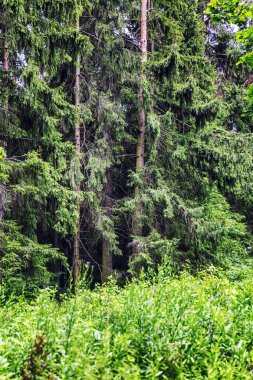 Kalın iğne yapraklı peri ormanı. 