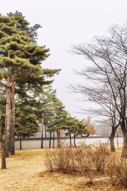 Kış Kore Parkı, güzel manzara. 