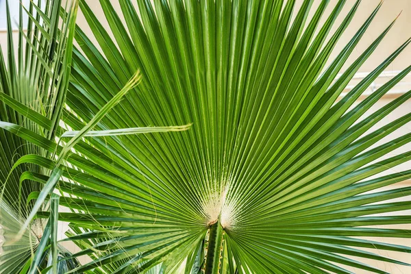 Hermosa rama de palmera exuberante. Hoja ancha corrugada. Primer plano . — Foto de Stock