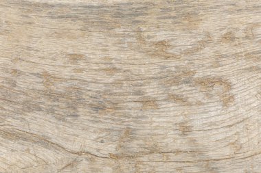 Ağaç gövde dokusu yüzeyi. Close. Arka plan. Metin, yazıtlar için alan.