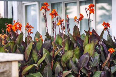 Balkonda uzun turuncu çiçekler. Close.