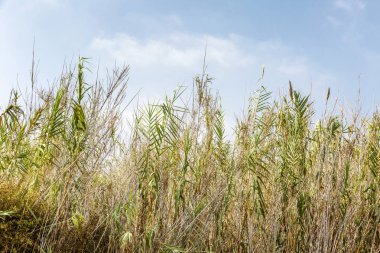 Güneşli bir günde berrak mavi gökyüzüne karşı kuru uzun boylu çim. Metin için alan. 
