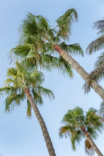Hohe Palmen gegen den blauen Himmel. strahlend sonniger Tag. — Stockfoto