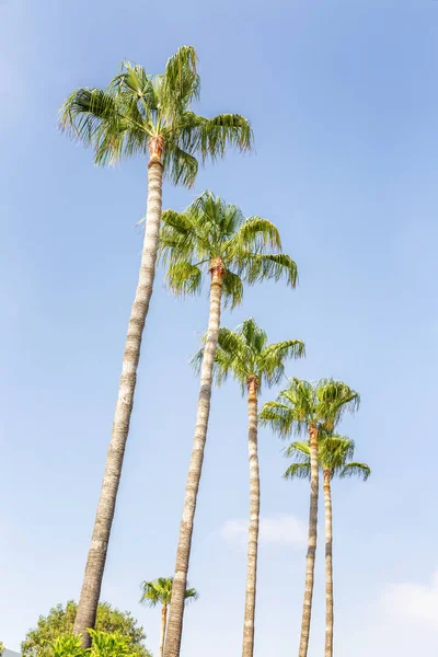 Hohe Palmen gegen den blauen Himmel. strahlend sonniger Tag. — Stockfoto