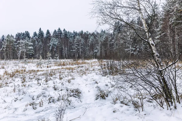 Hermoso bosque denso de coníferas de invierno. Hermoso paisaje dramático. Espacio para texto . —  Fotos de Stock