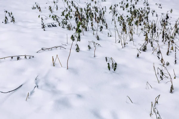 Végétation gelée dans le champ en hiver. Triste paysage dépressif. Espace pour le texte . — Photo