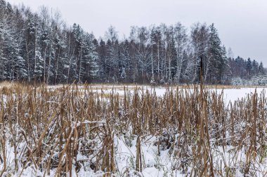Güzel yoğun iğne yapraklı kış ormanı. Güzel dramatik manzara.