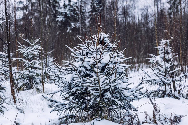 Hermoso bosque denso de coníferas de invierno. Hermoso paisaje dramático . —  Fotos de Stock