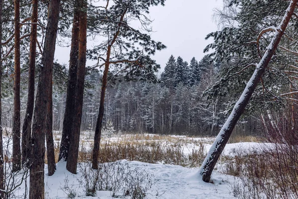 Hermoso bosque denso de coníferas de invierno. Hermoso paisaje dramático . —  Fotos de Stock