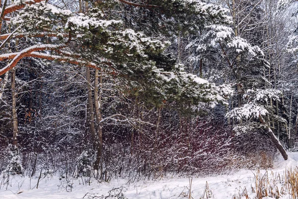 Hermoso bosque denso de coníferas de invierno. Hermoso paisaje dramático . —  Fotos de Stock