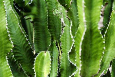 Bright green narrow leaves of a cactus. Close-up. Background, space for text. clipart
