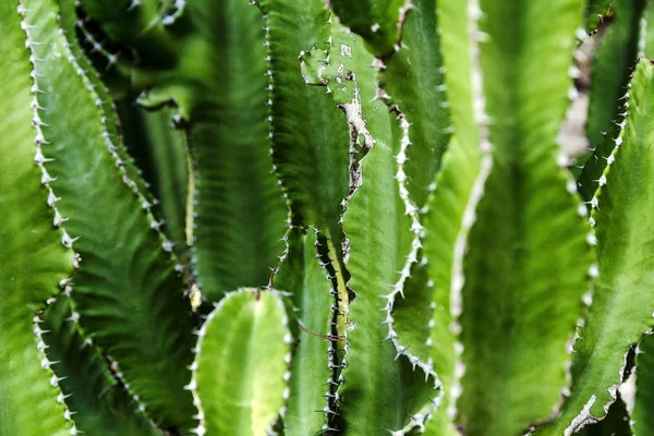 Las hojas brillantes verdes estrechas del cactus. Primer plano. Fondo, espacio para el texto . — Foto de Stock