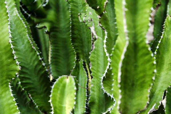 Folhas estreitas verdes brilhantes de um cacto. Close-up. Fundo, espaço para texto . — Fotografia de Stock