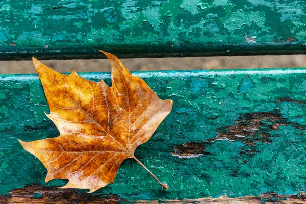 Sárga, magányos őszi levél egy türkiz fa padon. Háttér. Helyet a szövegnek. Közelkép. — Stock Fotó