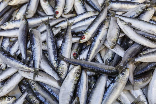 Auf der Theke liegt ein frischer Fang von Fisch. — Stockfoto