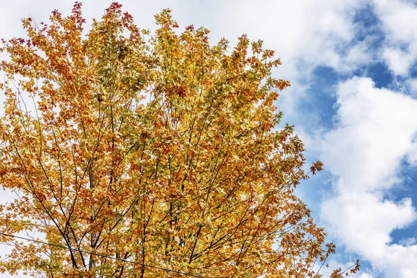 Üppiger Herbstbaum mit gelb-roten Blättern vor blauem bewölkten Himmel an einem sonnigen Tag. Raum für Text. — Stockfoto