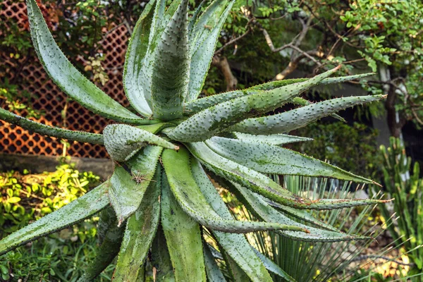 Duży aloes w ogrodzie botanicznym. Zbliżenie. Kontekst. Miejsce na tekst. — Zdjęcie stockowe