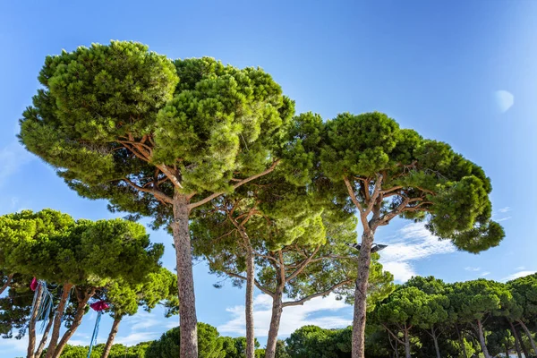 Belas árvores exuberantes contra o céu azul em um dia ensolarado. Espaço para texto . — Fotografia de Stock