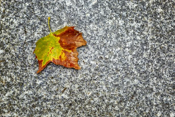 Autumn golden leaf of a tree on the pavement. Background. Space for text.. — ストック写真