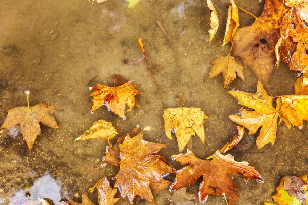 Yellow autumn leaves in a puddle. Rainy autumn. Background. Space for text. — ストック写真