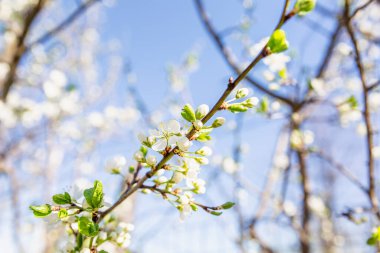 Güneşli bir günde mavi gökyüzüne karşı beyaz çiçeklerin açtığı kiraz dalı. Yakın plan..